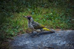 Neulich im Garten