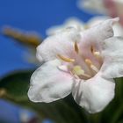 Neulich im Garten