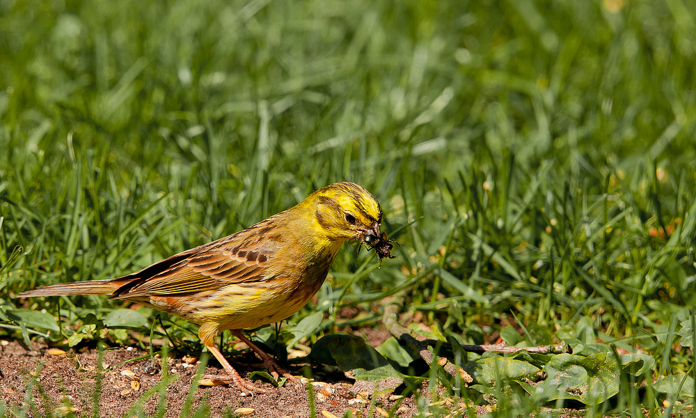neulich im Garten Foto & Bild tiere, wildlife, wild