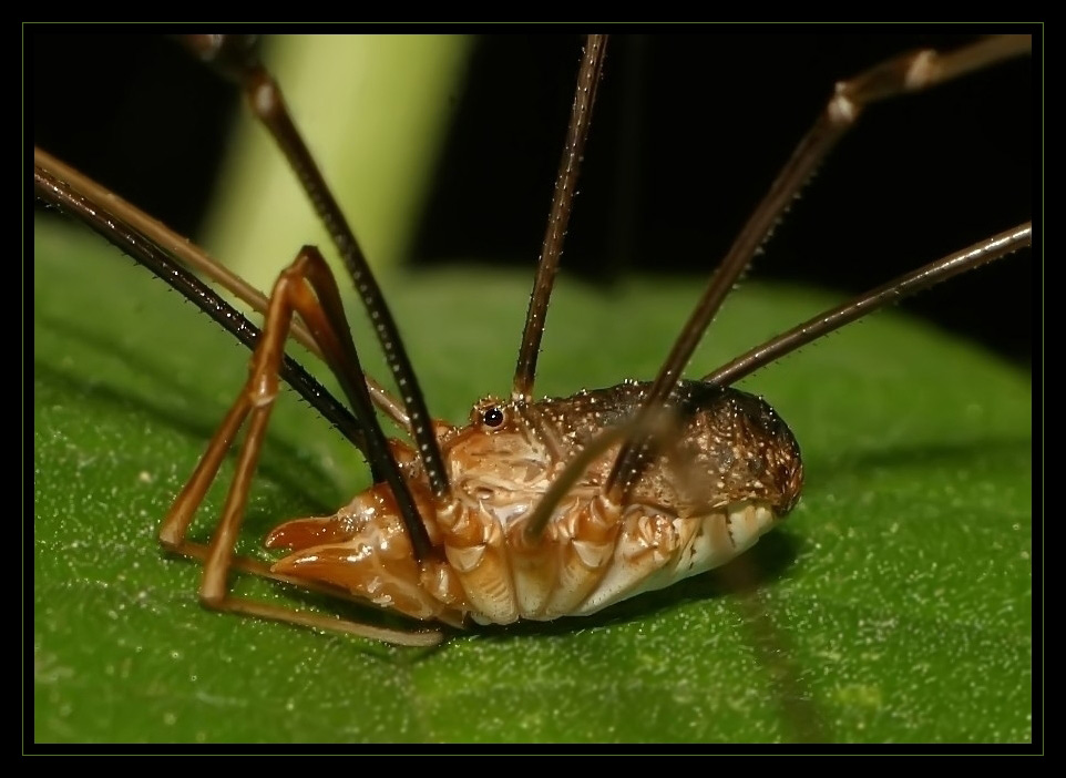 neulich im Garten