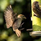 Neulich im Garten