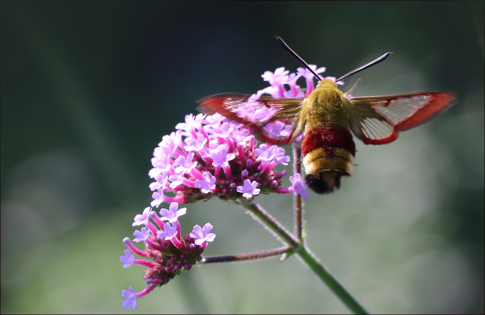 neulich im Garten....