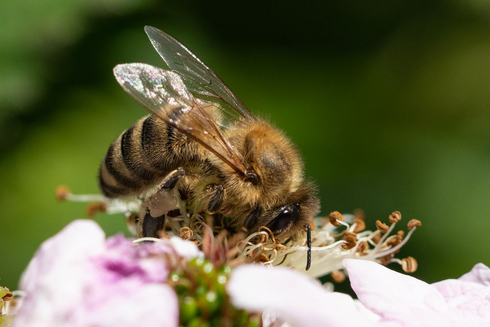 Neulich im Garten bei den Brombeeren&hellip; Foto &amp; Bild