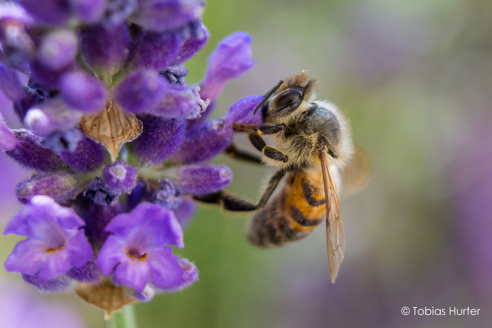 Neulich im Garten - Bienchen