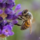 Neulich im Garten - Bienchen