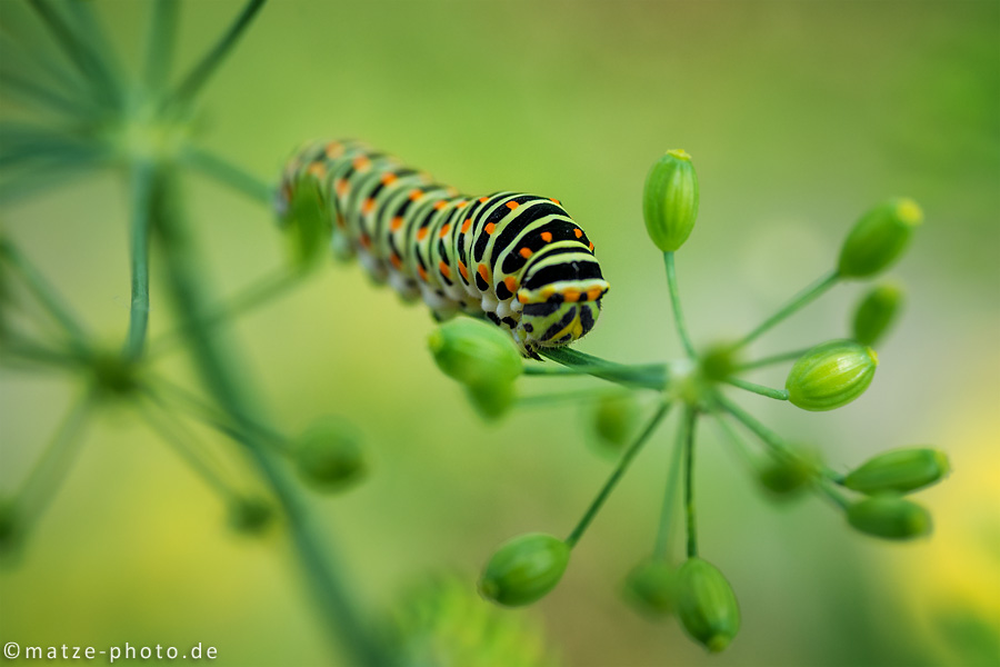 Neulich im Garten