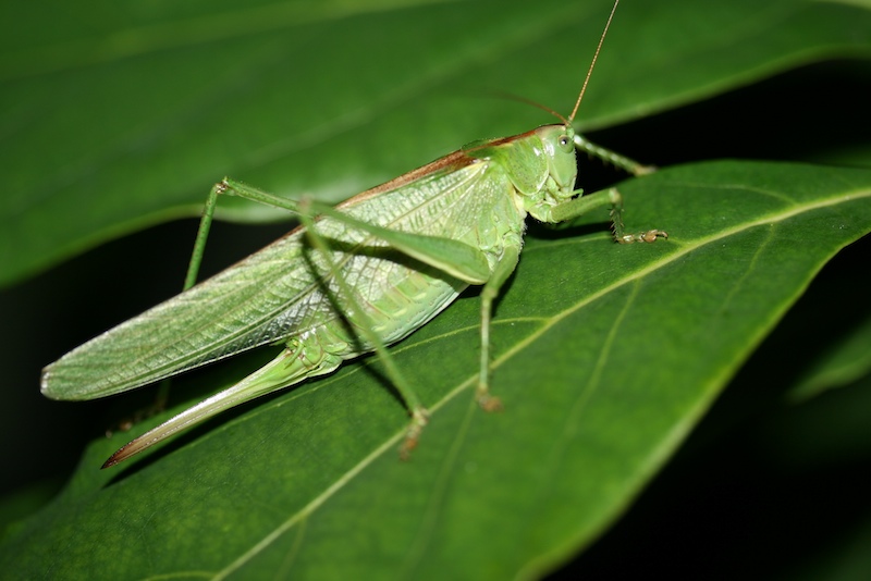 Neulich im Garten