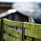 Neulich im Garten