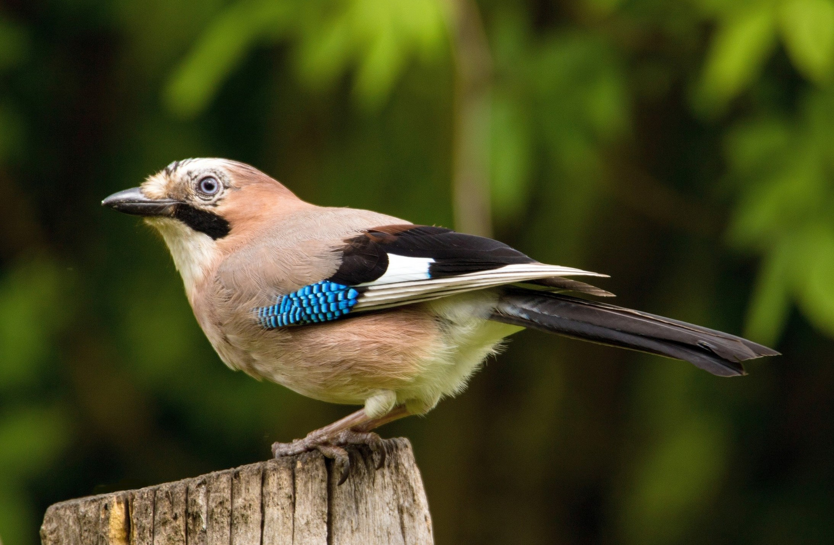Neulich im Garten. Foto &amp; Bild frühling, natur