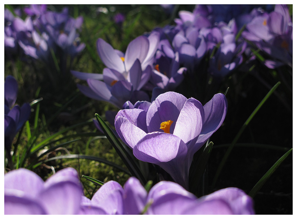 Neulich im Garten