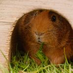 Neulich im Garten: der Zuschauer