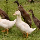 Neulich im Garten: die Rasselbande