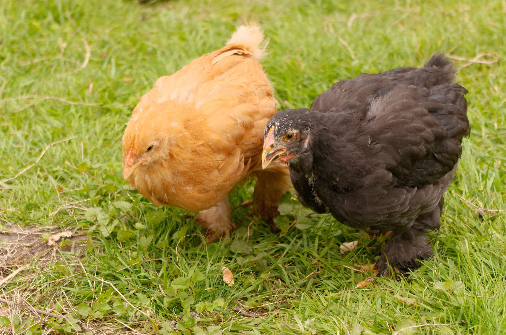 Neulich im Garten: die Unzertrennlichen