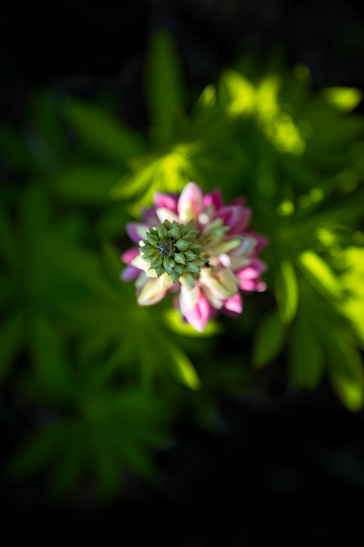 neulich im Garten