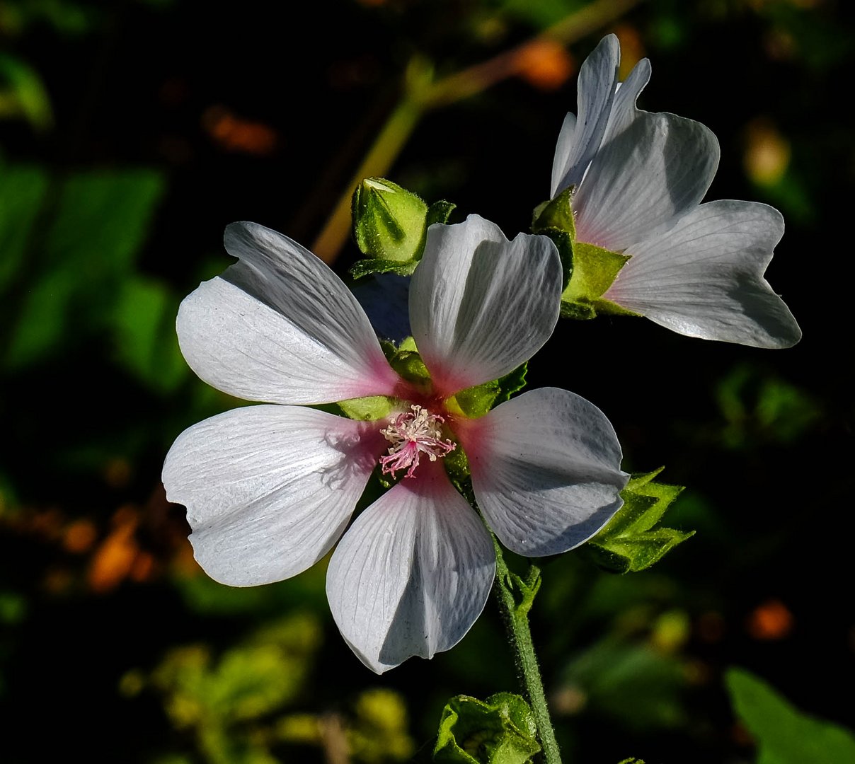 neulich im Garten