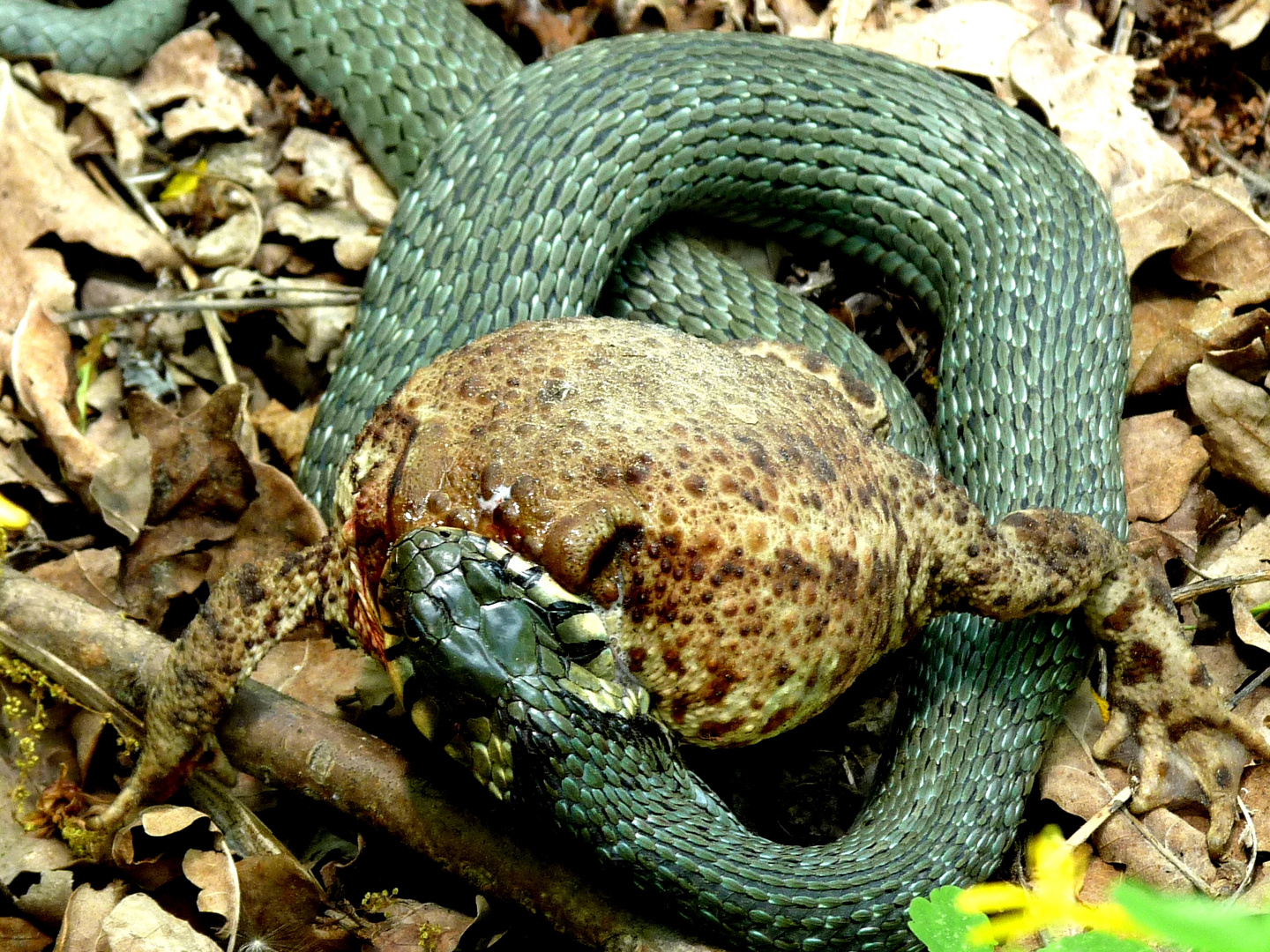 neulich im garten