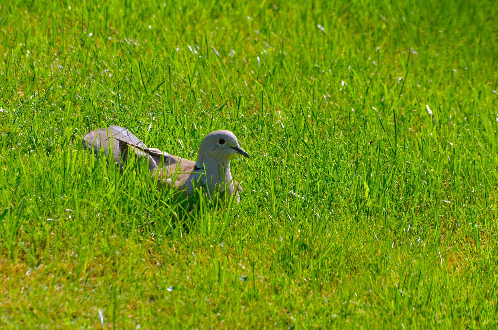 Neulich im Garten: eine Siesta