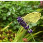 Neulich im Garten