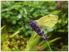 Neulich im Garten