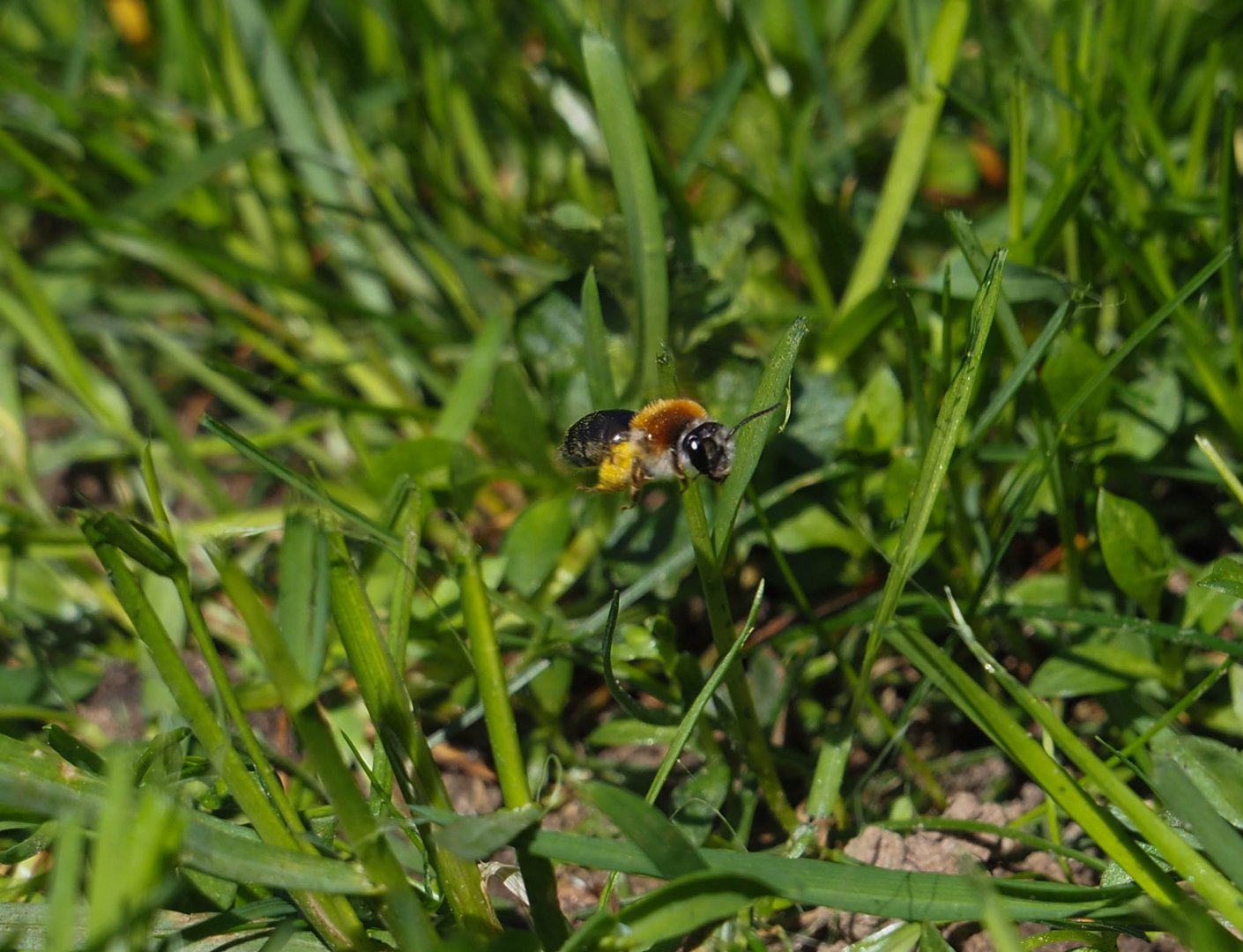 neulich im Garten