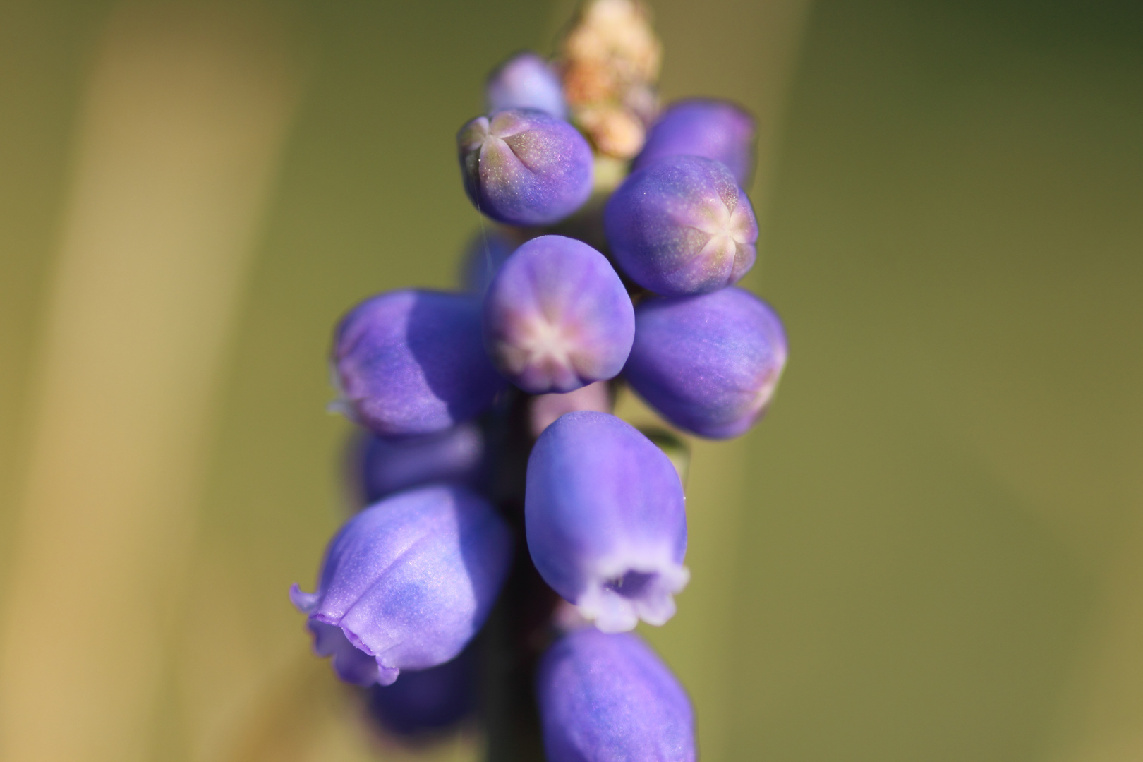 Neulich im Garten -> Hyazinthe