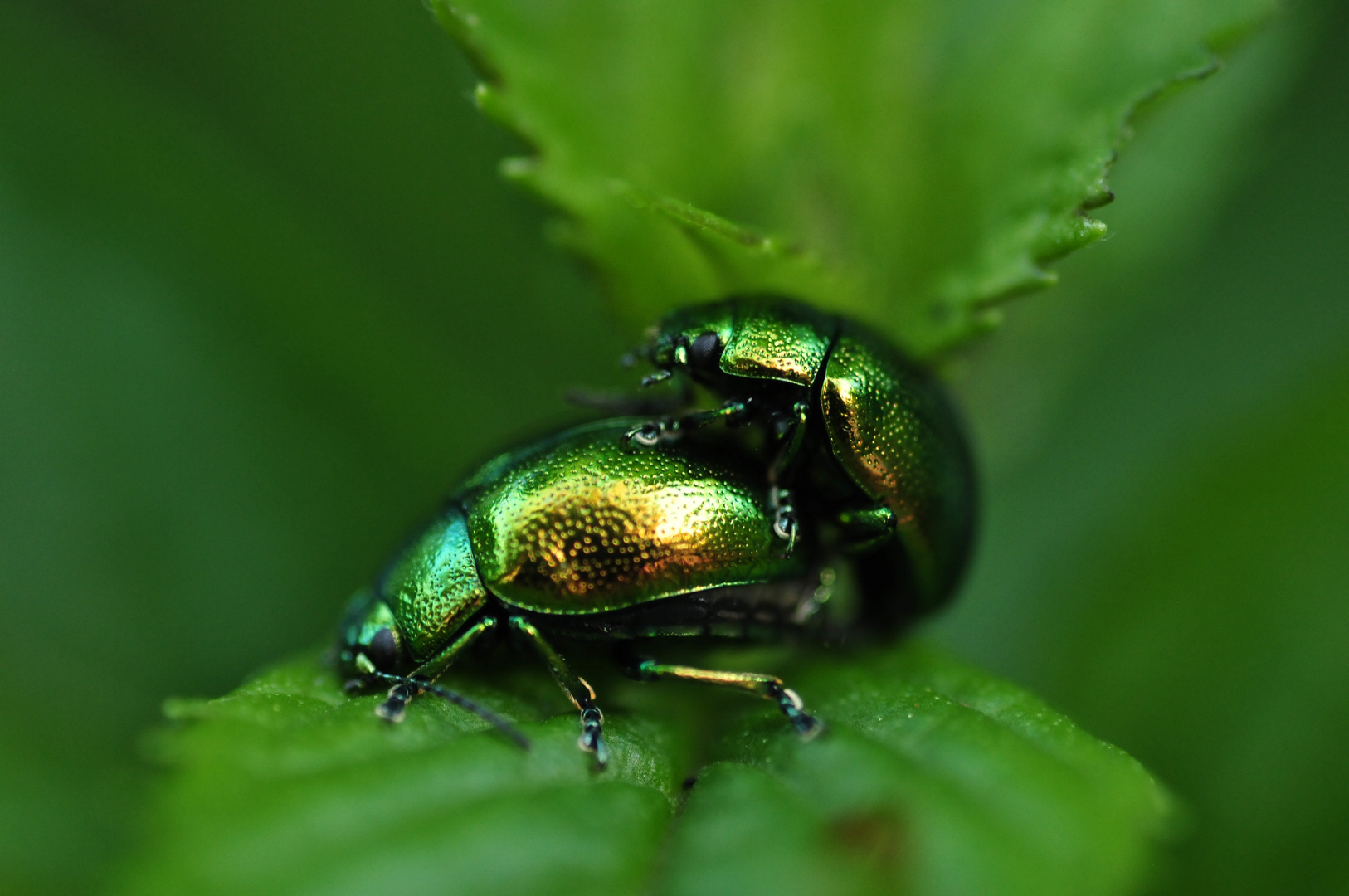 Neulich im Garten.....Glanzkäfer.