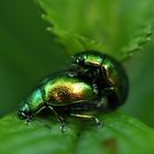 Neulich im Garten.....Glanzkäfer.