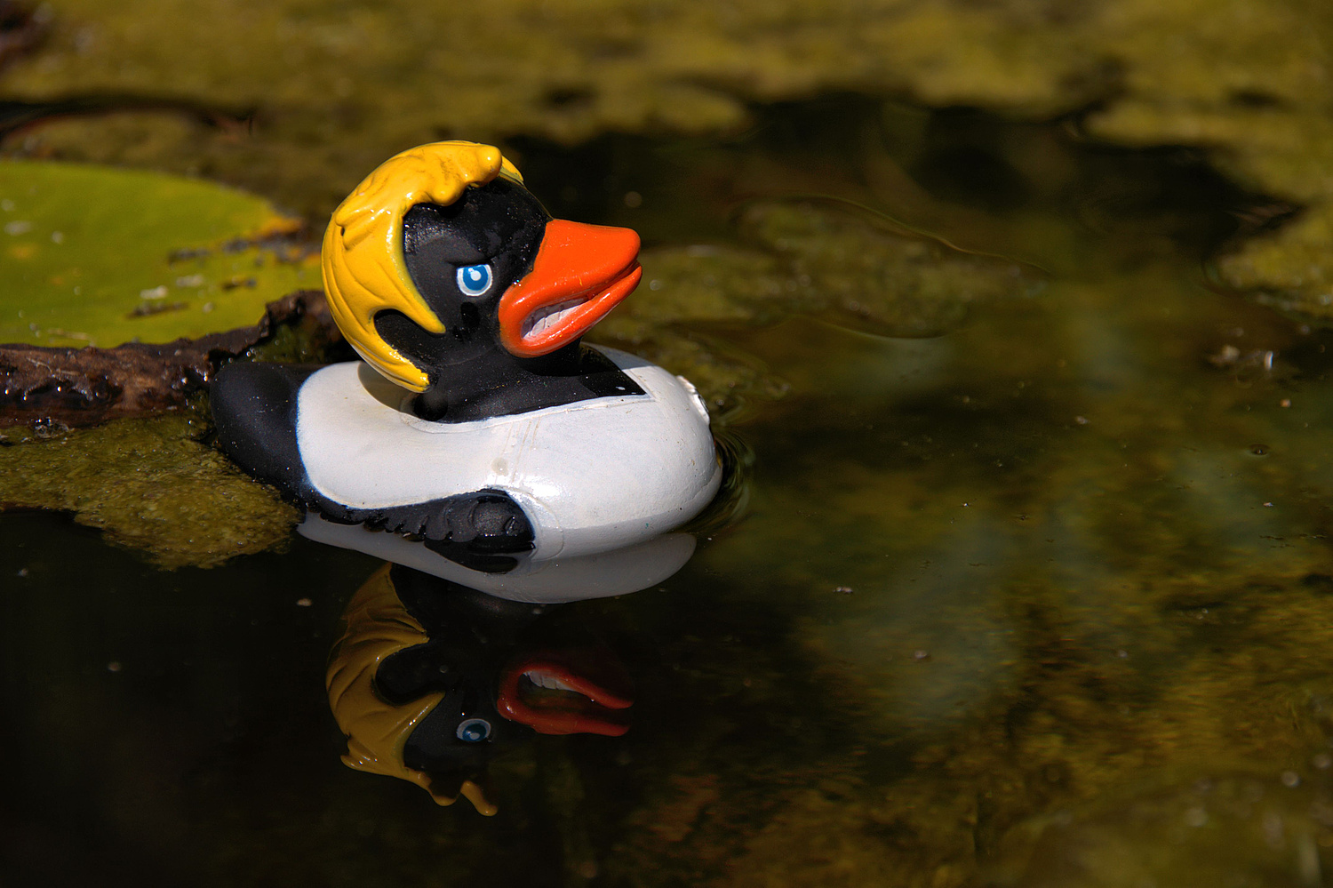 Neulich im Gartenteich