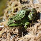 Neulich im Gartenteich...