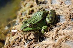 Neulich im Gartenteich...