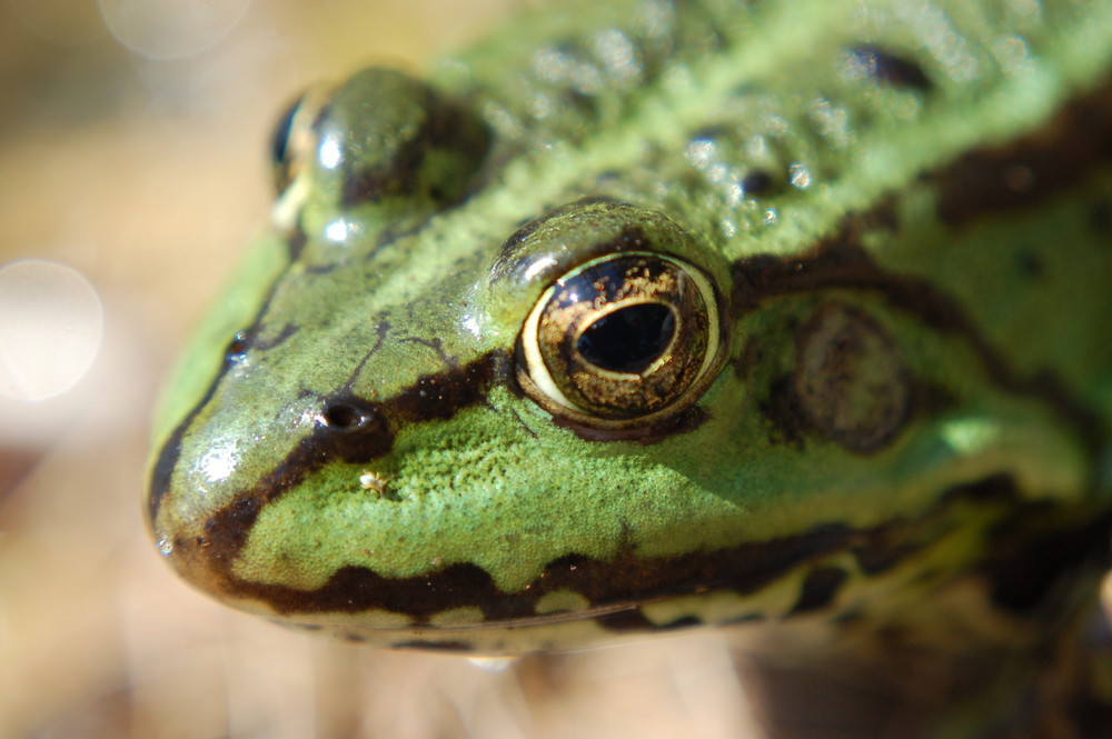 Neulich im Gartenteich...2