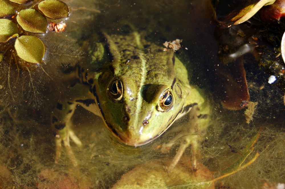 Neulich im Gartenteich...3