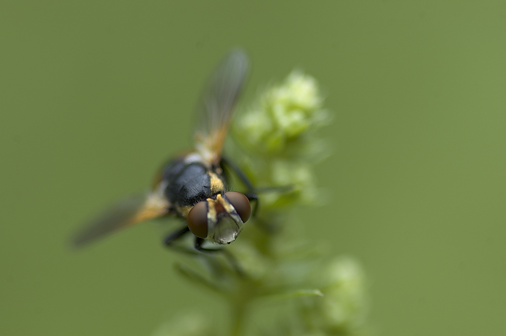 Neulich im Gesäuse - Makro