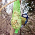 Neulich im Großen Garten