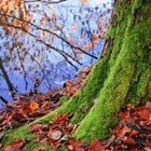 Neulich im Herbstwald