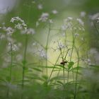 Neulich im Kletterwald