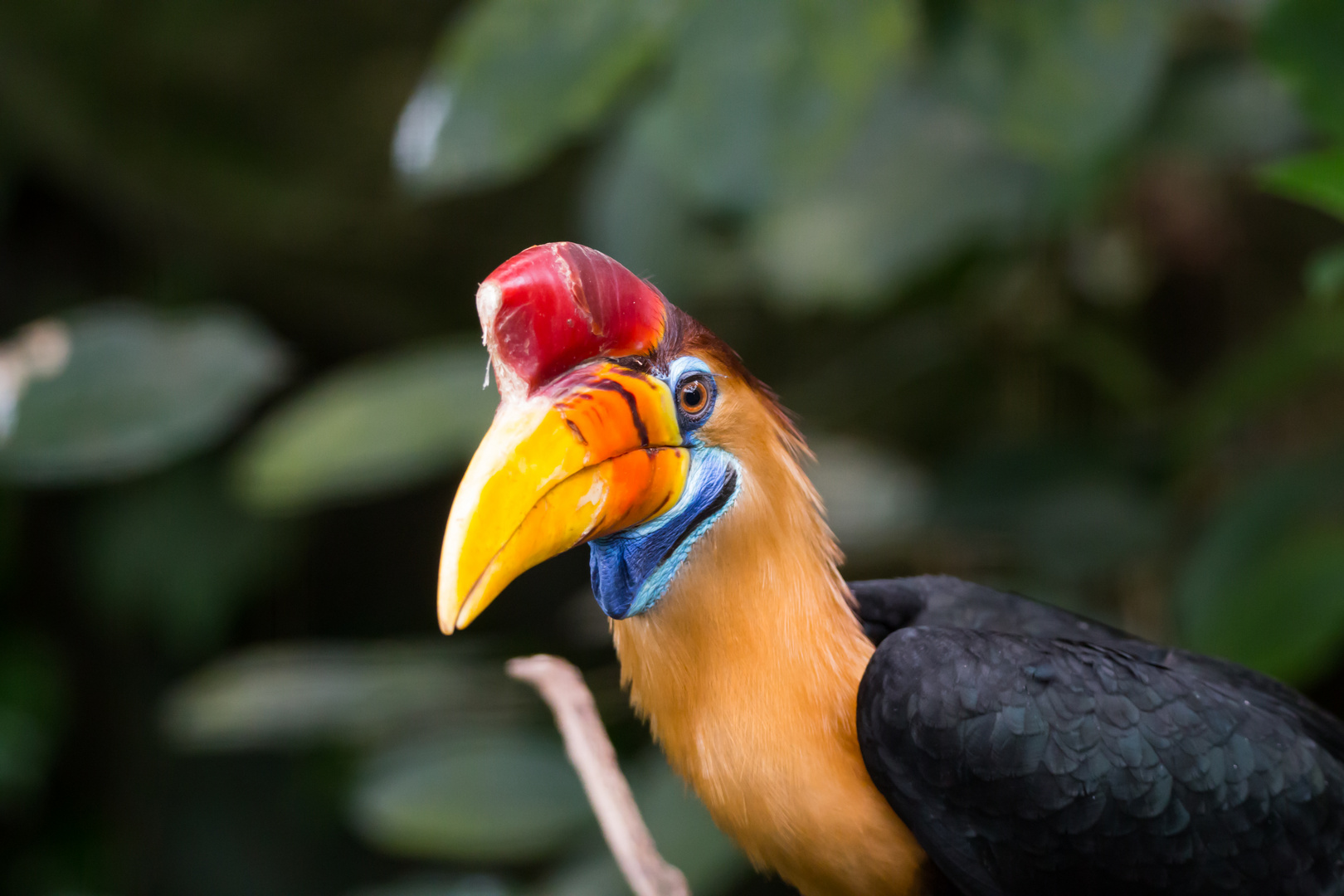 neulich im Kölner Zoo - 01