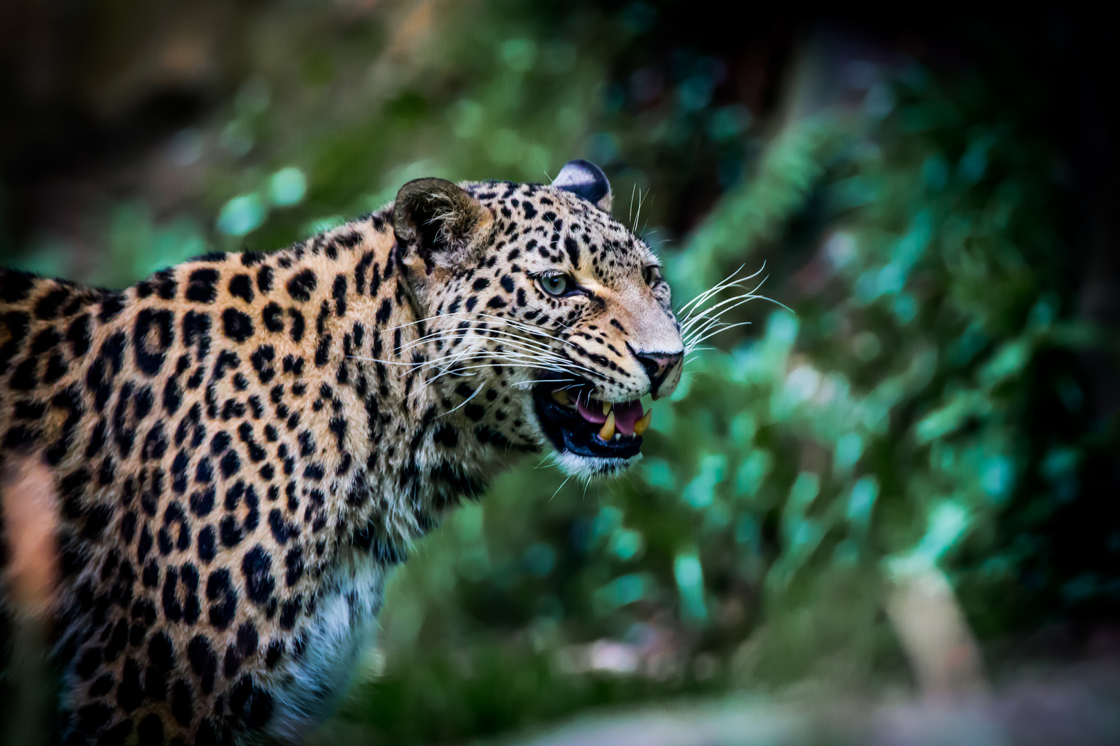 neulich im Kölner Zoo - 02