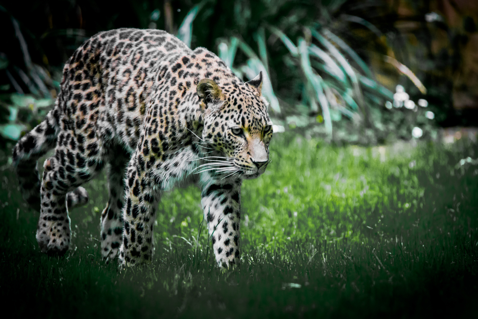 neulich im Kölner Zoo - 03