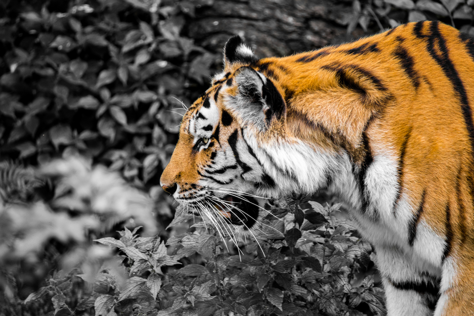 neulich im Kölner Zoo - 04