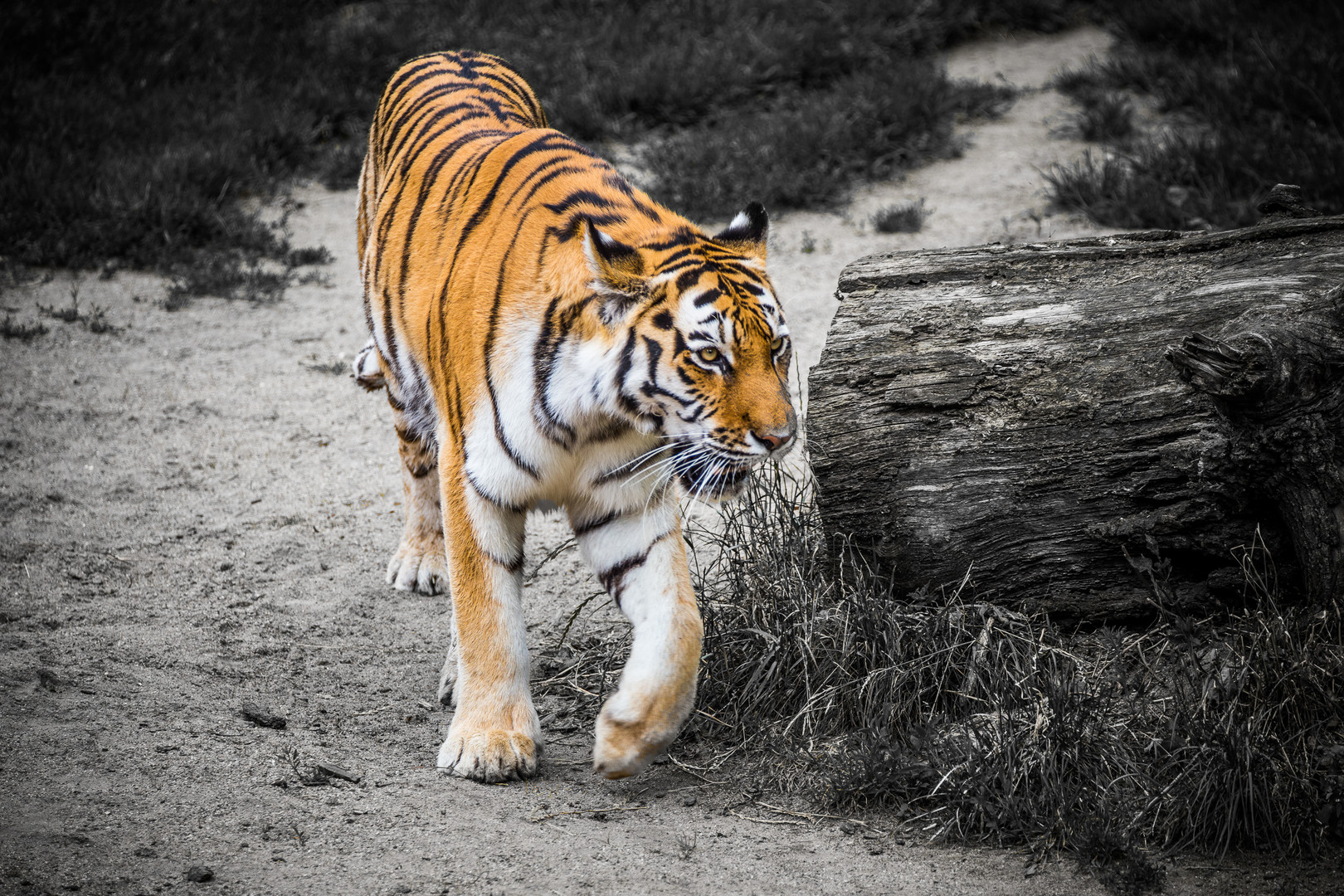 neulich im Kölner Zoo - 06