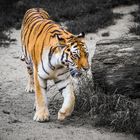 neulich im Kölner Zoo - 06