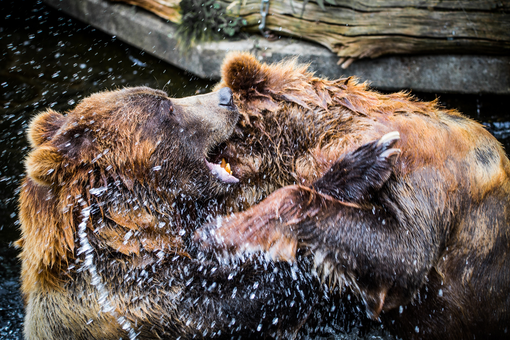 neulich im Kölner Zoo - 07