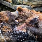 neulich im Kölner Zoo - 07