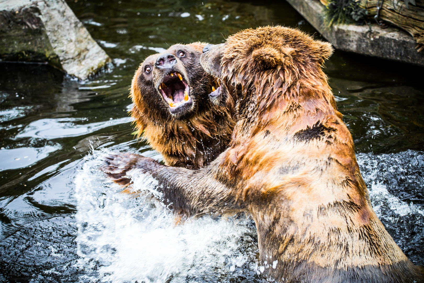 neulich im Kölner Zoo - 08