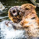 neulich im Kölner Zoo - 08