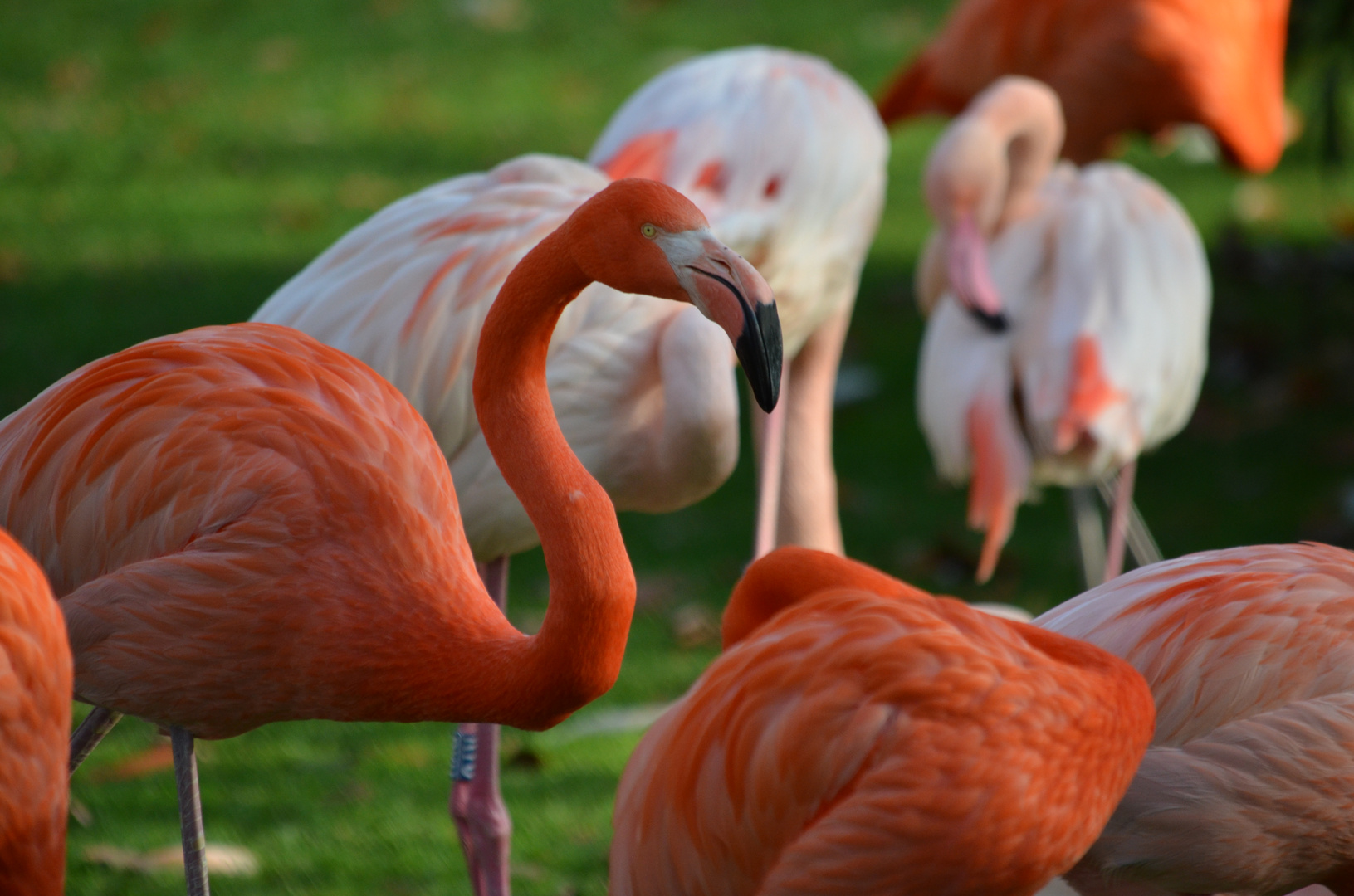 neulich im Kölner Zoo