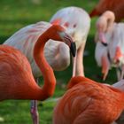 neulich im Kölner Zoo