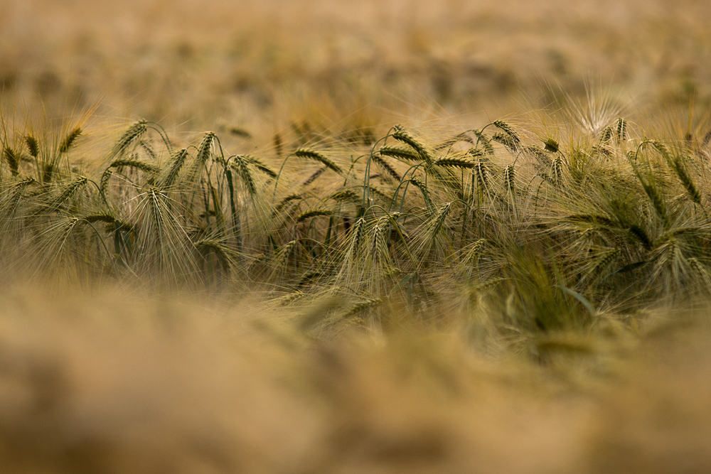 Neulich im Kornfeld