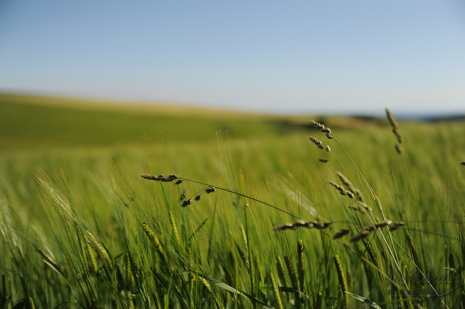 Neulich im Kornfeld